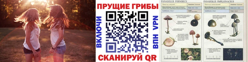 Псилоцибиновые грибы MAGIC MUSHROOMS  ОМГ ОМГ как зайти  Верхотурье 